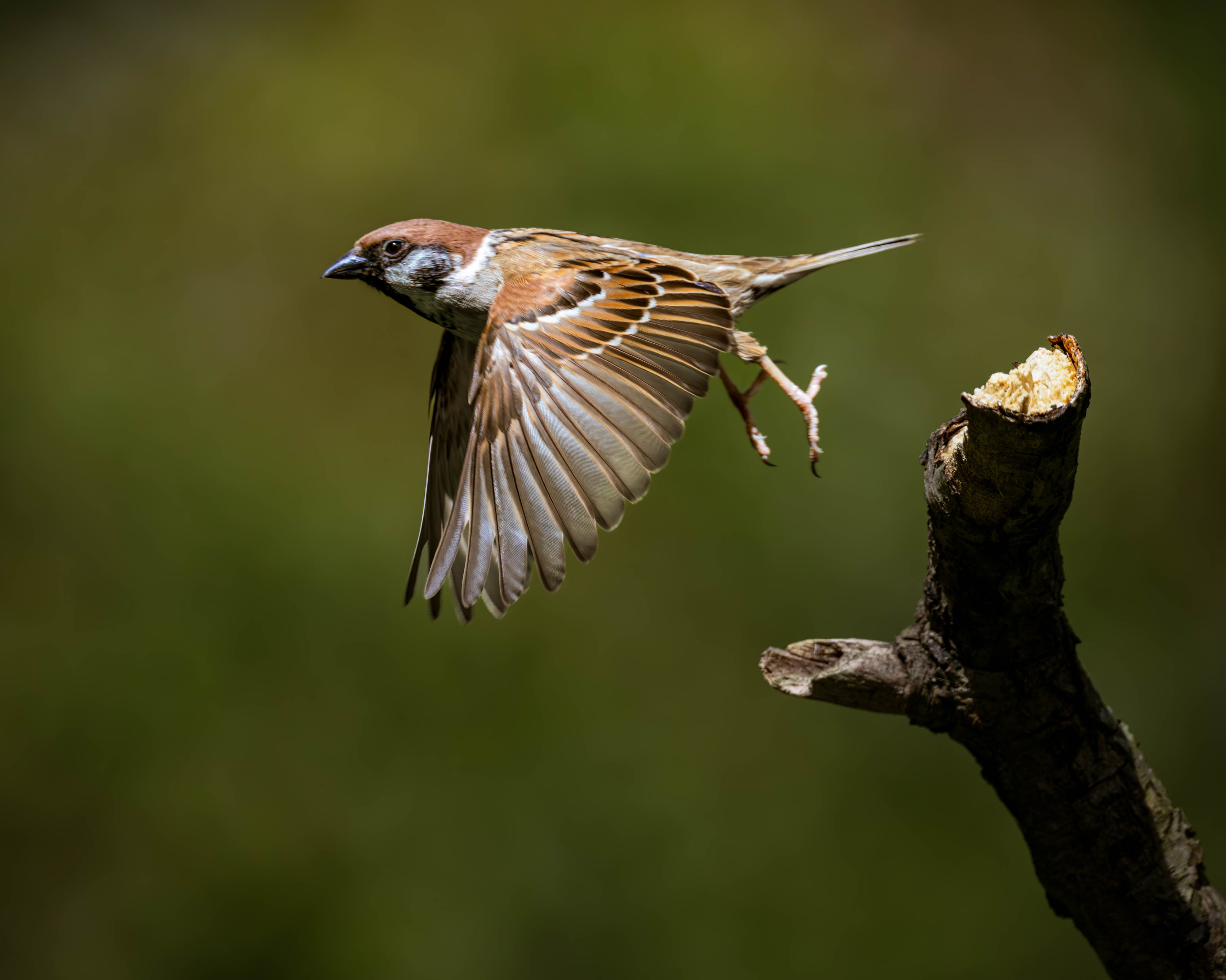 Sparrow